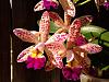Cattleya Tropical Pointer-img_20140530_170156-jpg
