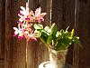 Cattleya Tropical Pointer-img_20140530_170139-jpg