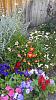 Id - what is this plant?-imag1191-jpg