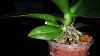 What is this leaf growing on my orchids flower spike?-20140601_140422-jpg