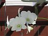 Growing orchids outside in Ft Lauderdale-img_0433-jpg