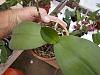 orchid rescue-phals-moss-repotting-bark-moss-043-jpg