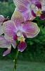 I'm a beginner and hoping to identify my 3 orchids-img_20140618_094057-jpg