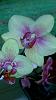 I'm a beginner and hoping to identify my 3 orchids-img_20140618_094625-jpg