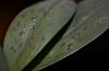 Black spot on my zoo leaves-dsc_5770-jpg