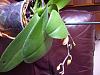 Phal leaves pitted and some small brown hard blisters-p1060988-jpg