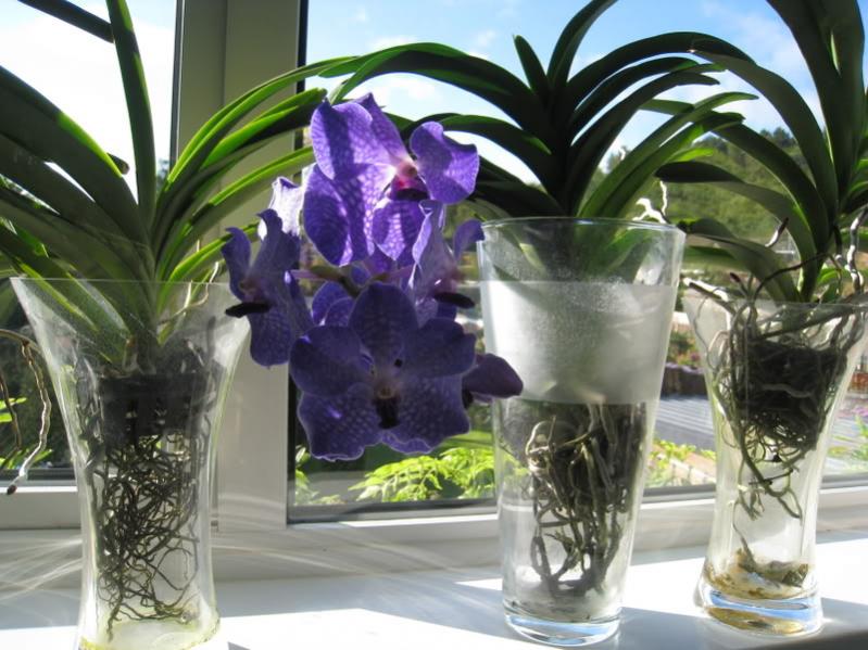 Deflasking Vandas, advice needed for their care please-vanda-vase-method-jpg