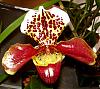 New Paph from orchid show!-newpaph2-jpg