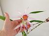 Thunia Gattonensis blooming-image-jpg