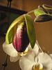 Too Early to Hazard a Guess About This Paph?-002-jpg