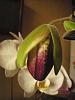 Too Early to Hazard a Guess About This Paph?-003-jpg