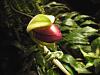 Too Early to Hazard a Guess About This Paph?-005-jpg