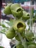 catasetum planiceps-p7150018-jpg