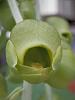 catasetum planiceps-p7150019-jpg
