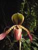 Too Early to Hazard a Guess About This Paph?-009-jpg