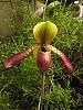 Too Early to Hazard a Guess About This Paph?-007-jpg