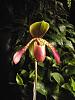 Too Early to Hazard a Guess About This Paph?-005-jpg