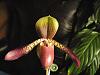 Too Early to Hazard a Guess About This Paph?-004-2-jpg