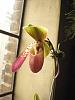 Too Early to Hazard a Guess About This Paph?-003-jpg