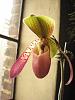 Too Early to Hazard a Guess About This Paph?-002-jpg