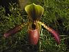 Too Early to Hazard a Guess About This Paph?-006-jpg