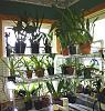 Indoor orchids using window light only-orchid-shelving-kitchen-7-2-14-jpg