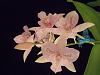 Dlc.Chantilly Lace&quot;Twinkle&quot;-dscf3201-jpg
