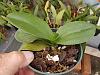 Recently repotted mini-phal from sphag to bark mix: roots shrivelled/rotting-phals-months-005-jpg