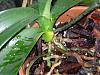 Possible Pest with Doritaenopsis Newberry Parfait 'Picotee'-plants-230-jpg