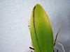 Cattleya Leaf Discoloration.-100_0467-jpg