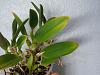 Cattleya Leaf Discoloration.-100_0472-jpg