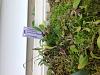 Bulbophyllum pardalotum x self-image-jpg
