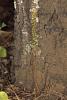 Piperia michaelii ? San Luis Obispo, CA-11230-7-jpg