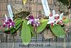Phalaenopsis speciosa-phal_speciosa_c1_20100616-jpg
