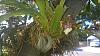 Orchids on tree-wp_20140824_001-jpg
