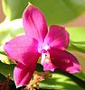 Phalaenopsis violacea var. Malaysian-a_large-jpg