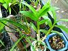 noid den with a new growth at the tip-img_0969-jpg