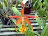 Myrmecatavola Tiger Lily-brassophila-tiger-lily-2014-08-07-resized-jpg