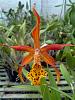 Myrmecatavola Tiger Lily-brassophila-tiger-lily-2014-08-07-re-sized-jpg