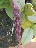 Bulbophyllum ellottii-dscn1253-jpg