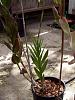 unknown Epidendrum-epi-1-jpg