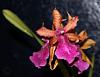 Miltonia spectabilis var. Morelliana x Seminole Blood 'Jaguar Dawn' in spike-miltonia-spectabilis-hybrid-blooms-jpg