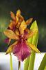 Miltonia spectabilis var. Morelliana x Seminole Blood 'Jaguar Dawn' in spike-miltonia-spectabilis-hybrid-bloom-jpg