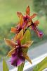 Miltonia spectabilis var. Morelliana x Seminole Blood 'Jaguar Dawn' in spike-miltonia-spectabilis-hybrid-blooms-jpg