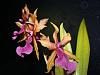 Miltonia spectabilis var. Morelliana x Seminole Blood 'Jaguar Dawn' in spike-miltonia-spectabilis-hybrid-blooms2-jpg