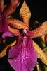 Miltonia spectabilis var. Morelliana x Seminole Blood 'Jaguar Dawn' in spike-miltonia-spectabilis-hybrid-bloom-close-jpg