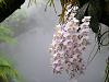 Phalaenopsis philippinensis-001-jpg