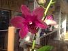 My first Dendrobium bloom.  Anyone know what it is?-image-jpg
