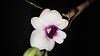 My first Dendrobium bloom.  Anyone know what it is?-20140904_184722_android-jpg