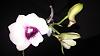 My first Dendrobium bloom.  Anyone know what it is?-20140904_184802_android-jpg